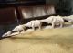 African Bone Carving Antique Primitive Congo Figure Faux Ivory Ivoire Elfenbein Other photo 3