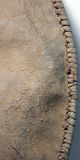 African Weaponry Artifact Maasai Leather War Shield Ethnographic Tanzania Ethnix Other photo 3