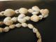 3 New Guinea Vintage Shell Necklaces Bn $50 Ex Con Pacific Islands & Oceania photo 3