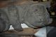 South Seas Lodge Lintel,  Abelam,  Period Colonial New Guinea? Carved Figures photo 6