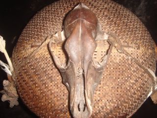 Dayak Skull Shaman Basket Borneo - Indonesia photo