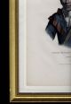 Mckenney Hall 1834 Lithograph - Oche - Finceco Indian Tribes N.  America Lg.  Folio Size Native American photo 1