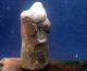 Pre Columbian Peru Moche Ceramic Idol,  Ca 700 Ad Latin American photo 1