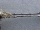 Sterling Silver Whiting Bon Bon Nut Spoon Imperial Queen Pat Date 1893 Gorham, Whiting photo 2