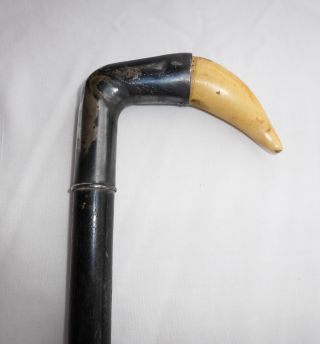 Antique Silver/tooth Walking Stick/cane photo