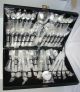 Unused Silverplated Flatware Set Floral Pattern Complete Service For 12 51 Pcs Unknown photo 2