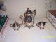 Silver Plate Tea Set Tea/Coffee Pots & Sets photo 1