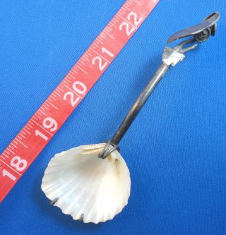 Exquisite Figural Tasmania Australia Seashell Antique Silver Souvenir Spoon Old photo