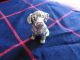 Amazing Sterling Silver Dog Statue Miniatures photo 2