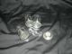 Newport Sterling Etched Glass And Sterling Salt And Pepper Shakers Salt & Pepper Shakers photo 2