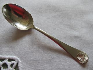 Hamilton Shell Sugar Spoon 1890 ' S photo