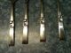 1948 Community Silverplate; Morning Star,  Set Of 4,  6 3/8th Inch Salad Forks Oneida/Wm. A. Rogers photo 1