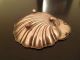 Antique Solid Sterling Silver Sea Shell Candy Dish (2.  7 Oz) Dishes & Coasters photo 5
