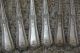 6 Veribest Silverplate E.  P.  N.  S.  Small Salad Forks Other photo 2