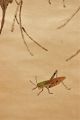 Chinese Scroll Painting: Insects Paintings & Scrolls photo 6