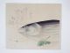 Fish,  Tuna Japanese Woodblockprint Orig Kuchi - Early Keishu ' S Print Prints photo 1