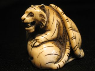 Antique Japanese 象牙 Ox Bone Netsuke Of Two Tigers Signed,  Excellent photo