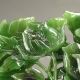 Chinese Hetian Jade Statue - Peony Nr Other photo 1