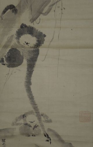 Hanging Scroll 狩野 探幽 Japanese Painting Jiku Kakejiku Japan　art Gibbon 336 photo