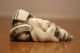 19th Cent Japanese Antique Meiji Netsuke,  Man With Turtle, Other photo 2