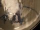 Japanese Studio Porcelain Bowl/brushwasher By Senpoen Bowls photo 8