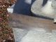 Japanese Antique Saw Ryoba Noko Giri Pullsaw Other photo 3
