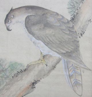 F943: Japanese Old Hanging Scroll Hawk On Pine Tree With Sunrise. photo