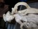 Vintage Ox Bone Or Faux Ivory Chinese Sculture From The 20th Other photo 2