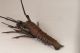 Japanese Articulated Copper Crayfish/shrimp Meiji Period 1868 - 1912 Other photo 4