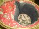 Antique Chinese Rose Medallion Teapot & Cup In A Wicker Basket Tea Caddy Set Plates photo 2
