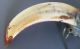 Look Huge - - - - Hog Or Wild Boar Tusk Large Size - - Taxidermy Other photo 3