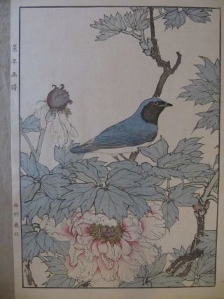 Woodblock Print By Imao Keinen - Blue And White Flycatcher (kacho - Ga) photo