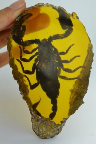 Asian Old Collectibles Decorated Wonderful Handwork Amber Scorpion Statue Aaaaa photo