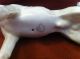 Vintage Royal Copenhagen Denmark Porcelain Figurines Figurines photo 1