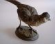 Antique Austrian Vienna Cold Painted Bergman Bronze Pheasant Figurine Metalware photo 3