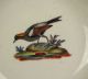 18th Century Antique French Porcelain Cup Saucer Ornithology Birds Hand Painted Cups & Saucers photo 2