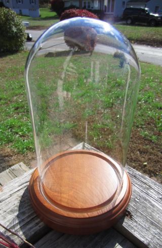 Vintage Glass Dome With Wood Base To Display Clock,  Jewelry,  Flowers & Taxidermy photo
