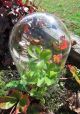 Vintage Glass Dome With Wood Base To Display Clock,  Jewelry,  Flowers & Taxidermy Other photo 1