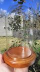 Vintage Glass Dome With Wood Base To Display Clock,  Jewelry,  Flowers & Taxidermy Other photo 4
