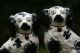 Pair Of 19th C.  Staffordshire Black & White Seated Hearth Dogs Figurines photo 1