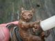 Antique German Bronze Miniature Cat Candlestick Fine Detail Metalware photo 1