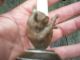 Antique German Bronze Miniature Cat Candlestick Fine Detail Metalware photo 4