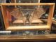 Rare Antique C.  1900 Bronze Bat Tray - Art Nouveau - Deco - Arts & Crafts - Jugendstil Metalware photo 4