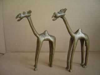 Rare Collectible Estate Antique 2 Brass Camels African Art Early To Mid 1900 ' S photo