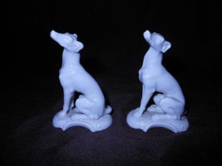 Antique Nymphenburg German Porcelain Greyhound Dogs C1850 Blance De Chine photo