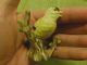 Vintage Matte Finish Goldfinch Figurine - Porcelain ? - Highly Detailed Figurines photo 5