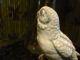 Life Size Blue Parakeet Figurine - Porcelain ? - Great Detailing - Cute Figurines photo 5