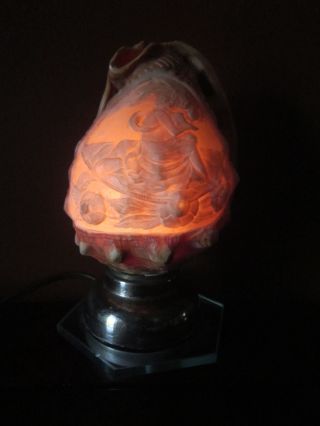 Antique Seashell Nightlite,  Over 100 Years Old From Professor ' S Estate photo