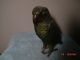 Parrot Spelter ? Bird Statue Vienna Bronze ?victorian Price Reduced - On Sale Metalware photo 1