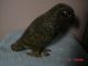 Parrot Spelter ? Bird Statue Vienna Bronze ?victorian Price Reduced - On Sale Metalware photo 2